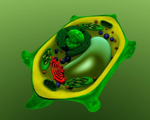 PLANT CELL preview image